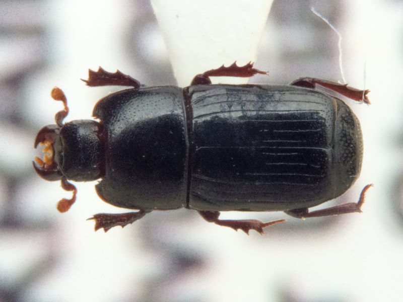 Cylister elongatus (Thunberg, 1787)